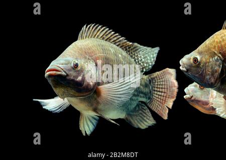 Mosambik Tilapia Oreochromis mossambicus isoliert auf Schwarz Studio Aquarium Geschossen Stockfoto