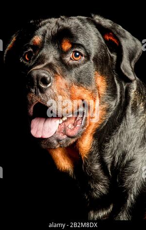 Hoher Kontrast Studio Portrait eines erwachsenen männlichen Rottweiler reinrassigen Hund Stockfoto