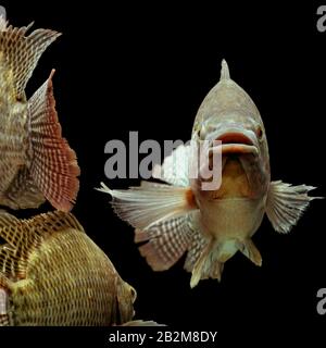 Mosambik Tilapia Oreochromis mossambicus isoliert auf Schwarz Studio Aquarium Geschossen Stockfoto