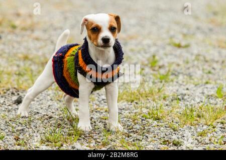 Ein kleiner, weiß-brauner Welpe, wahrscheinlich ein Jack Russell Terrier-Mix, steht auf einer Kies- und Grasfläche und trägt einen bunten handgestrickten Pullover mit horizontalen Streifen in Marineblau, Orange, Grün und Stockfoto
