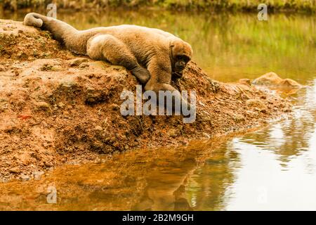 Männliche Wollaffen in der Wildnis Stockfoto