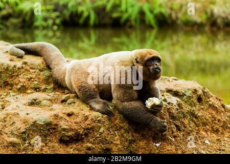 Maskulin Hairy Monkey In The Wild Stockfoto