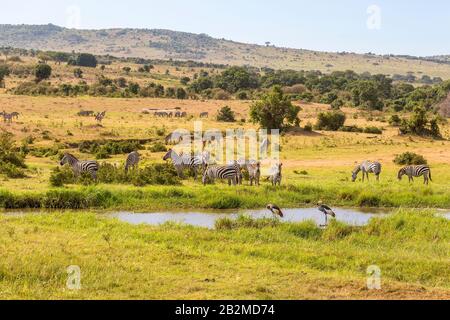 Wasserloch an der Savanne mit Zebras und Kränen Stockfoto