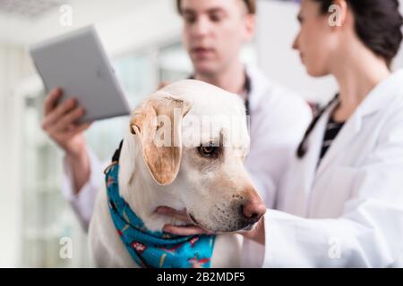 Nahaufnahme eines kranken Hundes Stockfoto