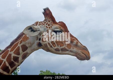 Giraffe Giraffa Camelopardalis Kopf Zurückhaltend Stockfoto