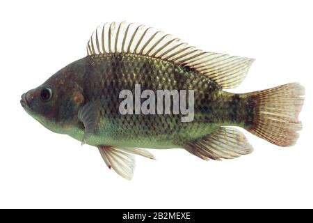 Mosambik Tilapia Oreochromis mossambicus isoliert auf weißem Studio Aquarium Geschossen Stockfoto