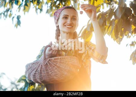 Frau zupfen Kirschen vom Baum in der Erntezeit Stockfoto