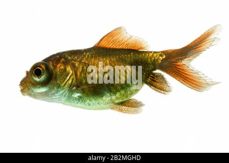 Teen Observatory Goldfish Fry Etwa Acht Wochen Alt Stockfoto