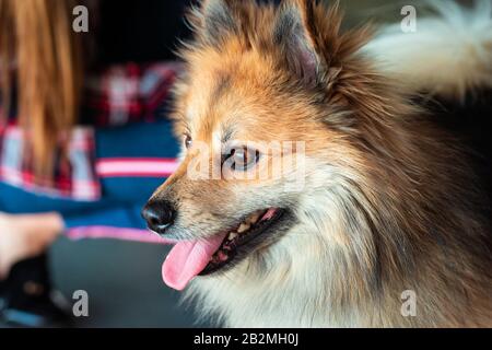 Nahaufnahme des Porträts junger Pomeraner Stockfoto