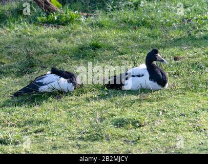 Ein Paar Erwachsene Magpie Gänse, Die in Meadowland im Martin Mere Wetland Center in der Nähe von Ormskirk Lancashire England Großbritannien sitzen Stockfoto