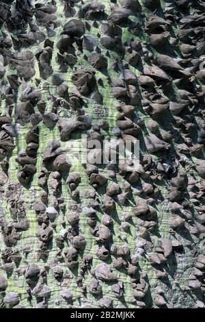 Stamm der Ceiba Speciosa ein Seidenflossenstamm in Israel Stockfoto