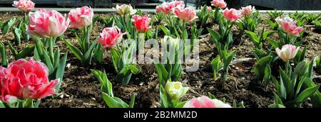 Ein computergroßes Banner zeigt einen Nahblick auf ein Bett aus rosafarbenen mehrfarbigen Tulpen. Stockfoto