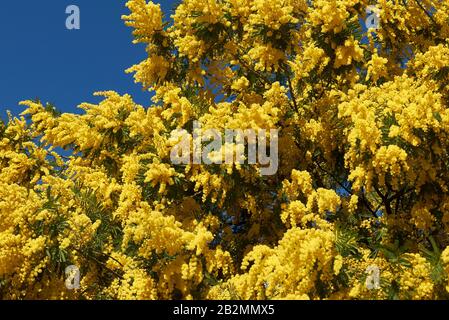 Gelbe Blüte der Akaia dealbata Stockfoto