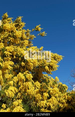 Gelbe Blüte der Akaia dealbata Stockfoto
