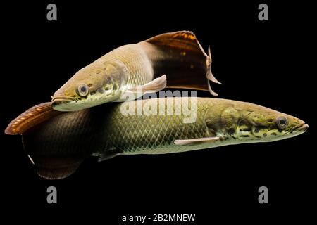 Männliche und weibliche Jugendliche Arapaima gigas Leptosoma Studio Aquarium Geschossen Stockfoto