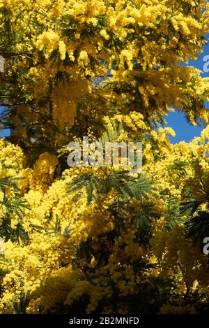 Gelbe Blüte der Akaia dealbata Stockfoto