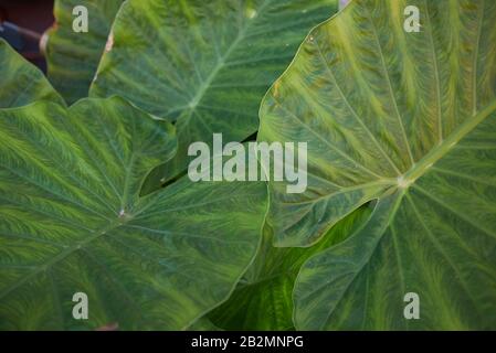 Colocasia gigantea Stockfoto