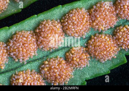 Cluster aus Sporangien oder Sori auf der Unterseite von Blättern des gewöhnlichen Polypodien-Polypodium-Vulkans im Winter, wenn die gelben Sporen weitgehend leer sind Stockfoto