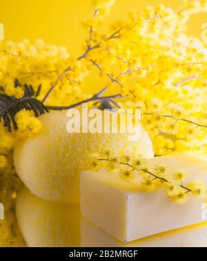 Stillleben mit Mimosenblüten Stockfoto