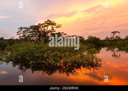 Typische Vegetation Im Nationalpark Laguna Grande Cuyabeno Ecuador Provinz Sucumbios Stockfoto