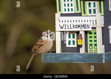 Eurasischer Baumpfeil (Passer montanus), der Samen aus dekoriertem Gartenbirdfeeder/Vogelzubringer isst Stockfoto