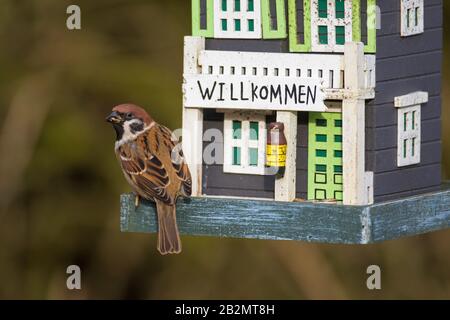 Eurasischer Baumpfeil (Passer montanus), der Samen aus dekoriertem Gartenbirdfeeder/Vogelzubringer isst Stockfoto