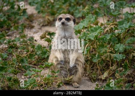 Portrait ein süßes Meerkat in Alarmbereitschaft auf dem Gras in freier Wildbahn Stockfoto