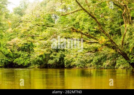 Cuyabeno Creek National Park Typische Jungle Vegetation Stockfoto
