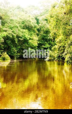 Cuyabeno Flow National Park Symbolische Regenwaldvegetation Stockfoto