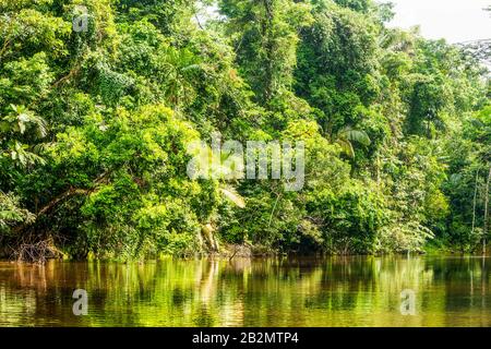 Cuyabeno Creek National Park Typische Holzvegetation Stockfoto