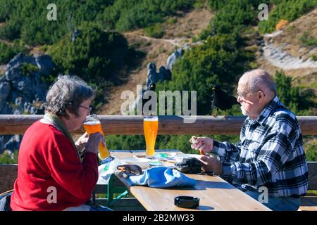 Zwei Alpenkeulen/Gelb-Schnupfen (Pyrrhocorax graculus) betteln auf der Terrasse des Bergrefugiums in den Bergen von älteren Wanderern Stockfoto