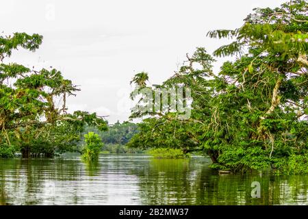 Cuyabeno Waterway National Park Gewöhnliche Regenwaldvegetation Stockfoto