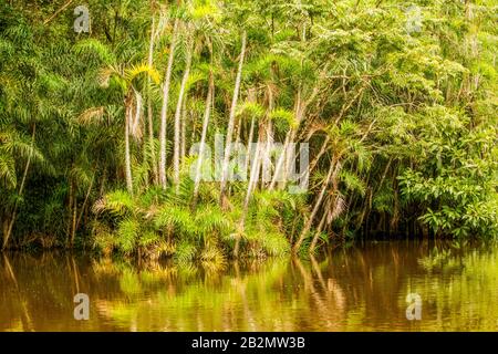 Cuyabeno River National Park typischen Dschungel Vegetation Stockfoto