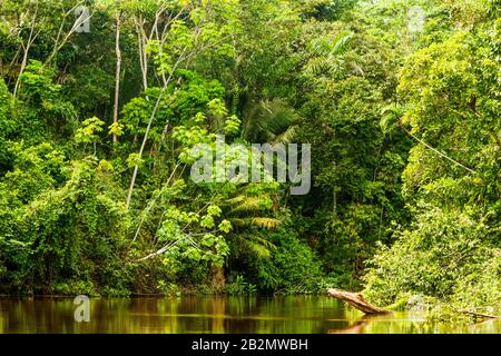 Cuyabeno Creek National Park Typische Waldvegetation Stockfoto
