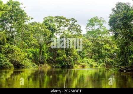Cuyabeno Waterway National Park Representative Forest Vegetation Stockfoto