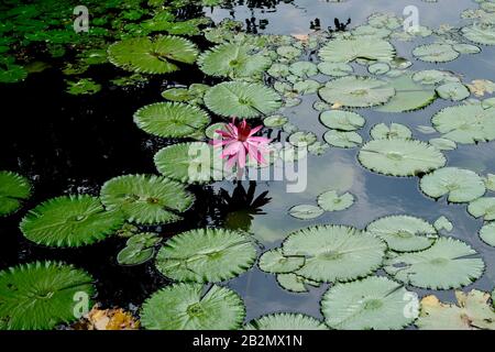 Rosa Pflanze im Zentrum einer Gruppe von Lilienbolstern Stockfoto