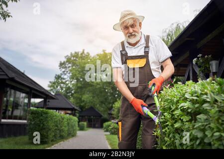 Von unten betrachtet ein positiver älterer Mann mit grauem Bart, der Sommerhut trägt, der überwucherte Büsche mit einer Schere schneidet. Elderiger Gärtner, der sich um die Pflanze kümmert Stockfoto