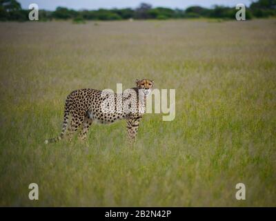 Gepard Mama (Acinonyx jubatus) beobachtet die Umgebung, während sie auf ihre jungen in den Ebenen des Nxai Pan Nationalparks wartet Stockfoto