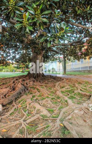 Windhoek, Namibia - 18. April 2015: Ein großer Baum mit riesigen Ausbreitungswurzeln im Zentralpark Stockfoto