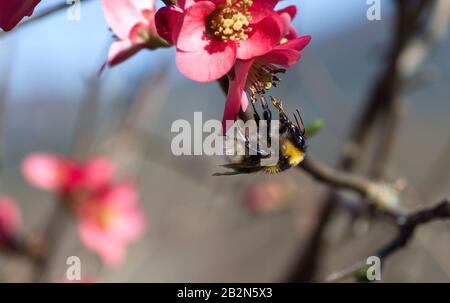 Biene auf dem blühenden chaenomeles japonica Stockfoto