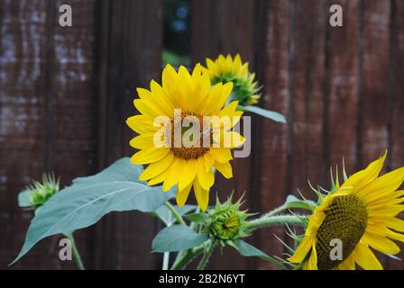 Gewöhnliche östliche Hummeln sammeln Pollen von einer offenen Sonnenblume Stockfoto