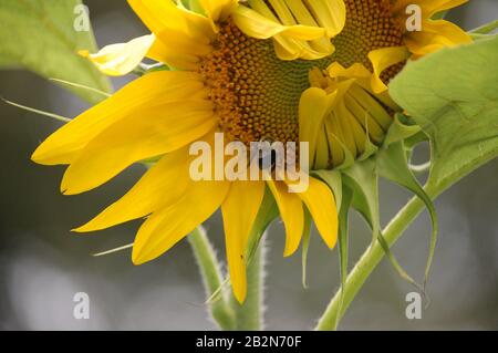 Gewöhnliche östliche Hummeln sammeln Pollen aus teilweise geöffneter Sonnenblume Stockfoto