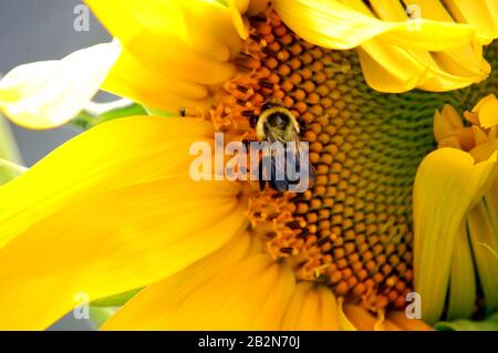 Gewöhnliche östliche Hummeln sammeln Pollen aus teilweise geöffneter Sonnenblume Stockfoto