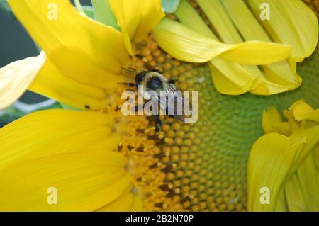 Gewöhnliche östliche Hummeln sammeln Pollen aus teilweise geöffneter Sonnenblume Stockfoto