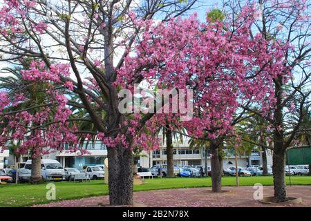 Schöne zarte rosa große Blumen Chorisia oder Ceiba speciosa wachsen auf einem Baum, dessen Rinde mit Stacheln bedeckt ist. Stockfoto