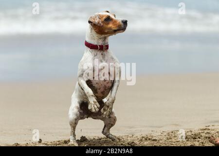 Ein Jack-Russell-Terrier steht aufrecht auf seinen Hinterbeinen an einem Sandstrand, nach rechts gerichtet mit angehobenen Vorderpfoten. Der Hund hat ein weißes Fell mit braunen Flecken und Flecken und trägt einen roten Kragen Stockfoto