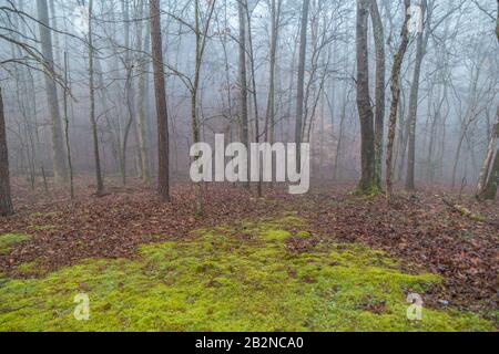 Ein moosiger Weg durch den Nebelwald am frühen Morgen mit dem hellen Licht der Sonne, das an einem kalten, nassen Wintertag im Hintergrund aufgeht Stockfoto