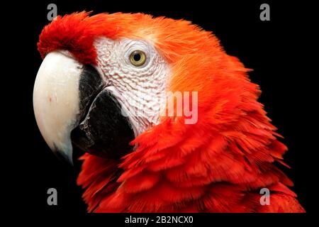 Der Scarlet Macaw Ist EIN Großes Farbenfrohes Macaw, Das Es nativ Bis Feucht-Ausdauerndes Forsten In Der American Latitude Range Von Extreme South Eastern Reicht Stockfoto