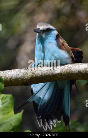 Blauer Schlägel Taillierte Rollvogel (Coracias Spatulatus) auf einem Baumzweig Stockfoto