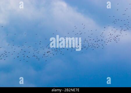 а Scharen von Störchen, die im Herbst gegen einen bewölkten Himmel fliegen, Schwarzmeerküste, Bulgarien Stockfoto